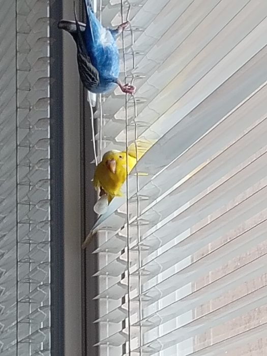 Вълнисти папагали с клетка, хранилка, поилка и играчки