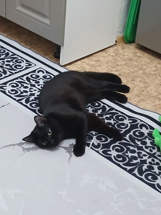 Отдам кота в добрые руки