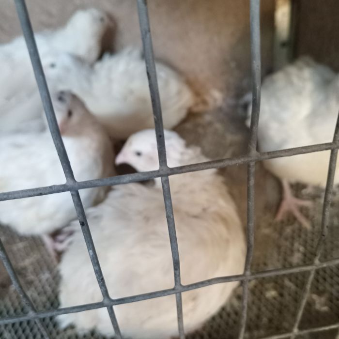 Продам  перепелок.