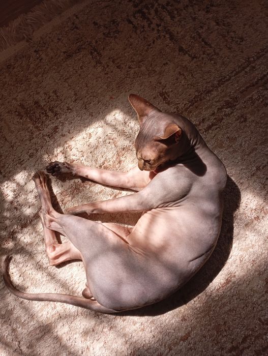 Канадский сфинкс вязка