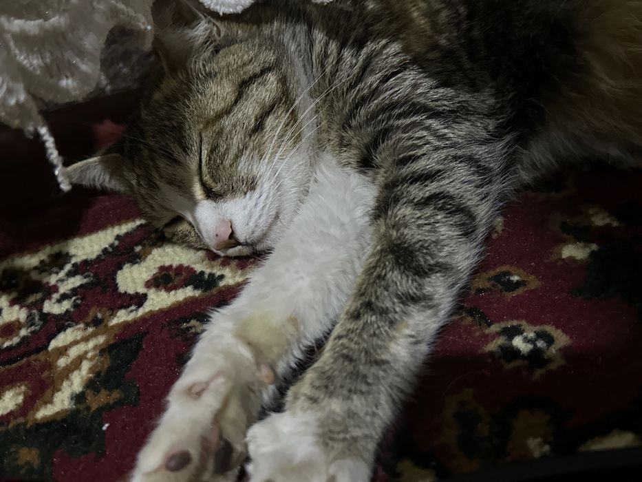 Кошка в хорошие руки