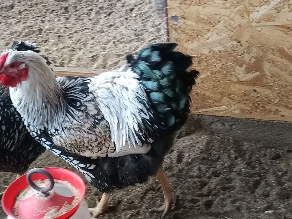 Cocosi Wyandotte argintiu și GSG