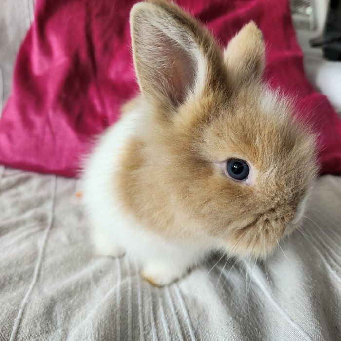 Iepurasi  cauta familie