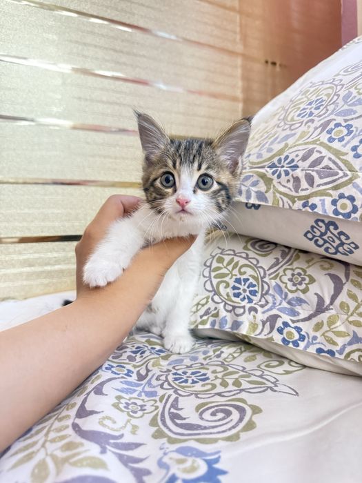 Котенок 1 месяц - мальчик. Ташкент.