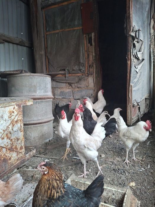 Продам Молодые петухи