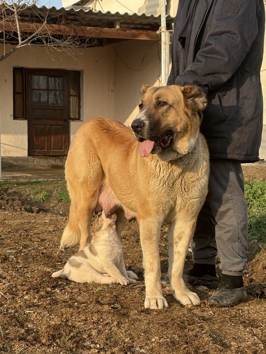 Осы қаншық сатылады