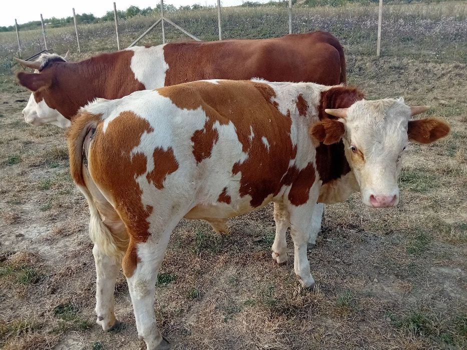 Vițel si vitele  frumosi