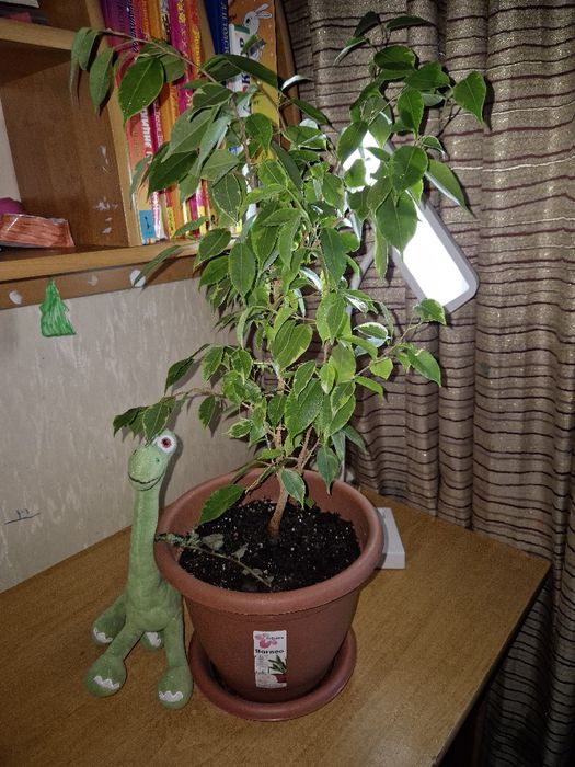 Фикус. Идеальное комнатное растение