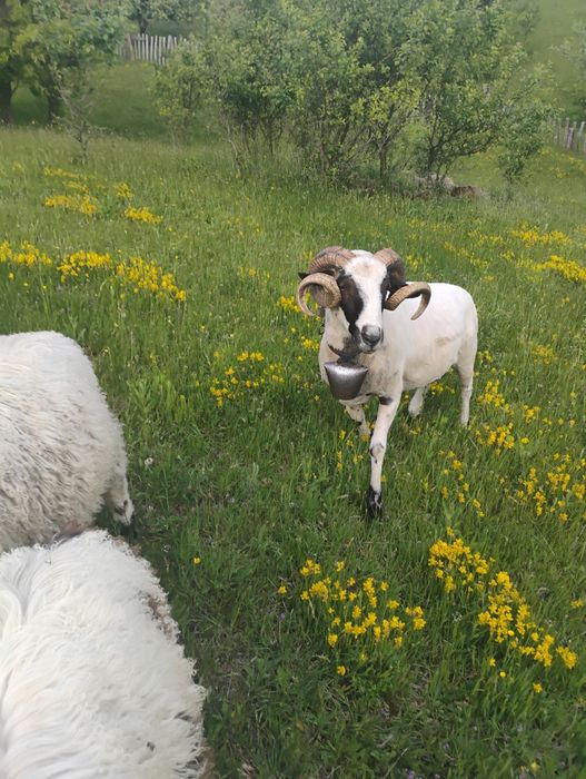Berbec.  3 ani, caută stăpân nou