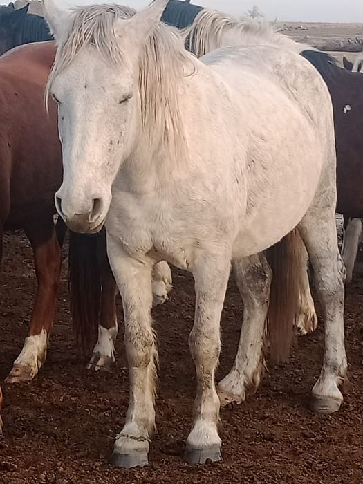 Продам кобылу жеребая