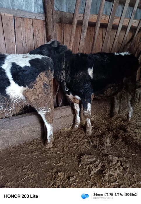 Vând taurii detalii