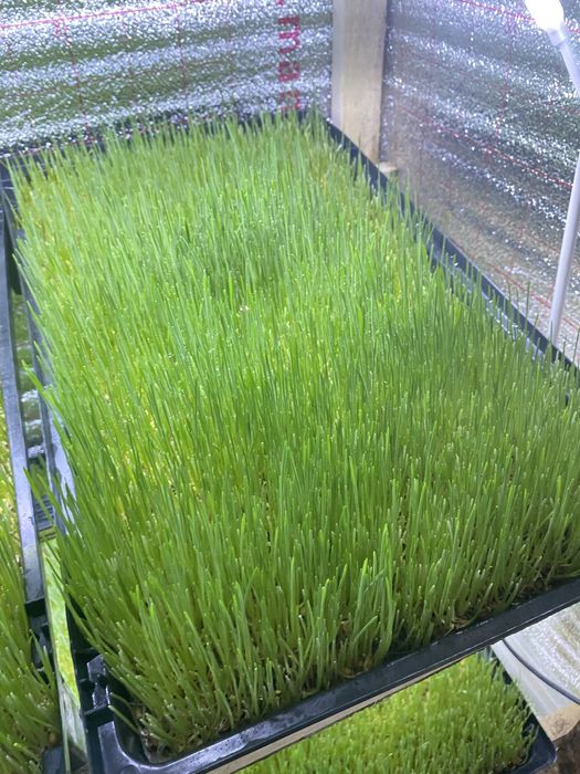 Подносы для гидропоника