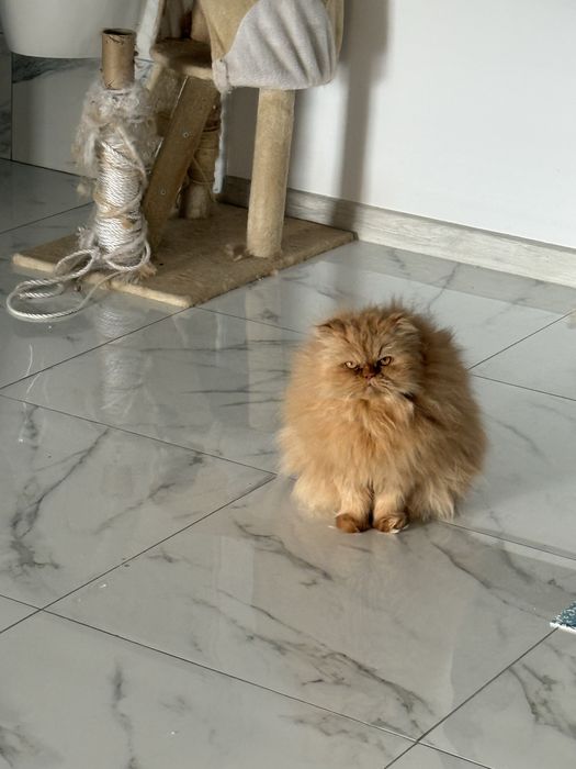 Donez mascul pisica persana