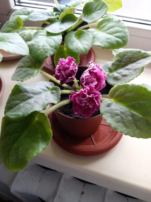 Фиалка сортовая (район Тулпар-Мечеть)