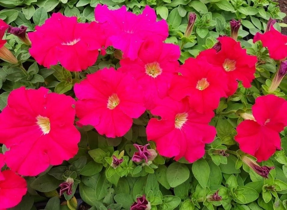 Петуния рассада цветов