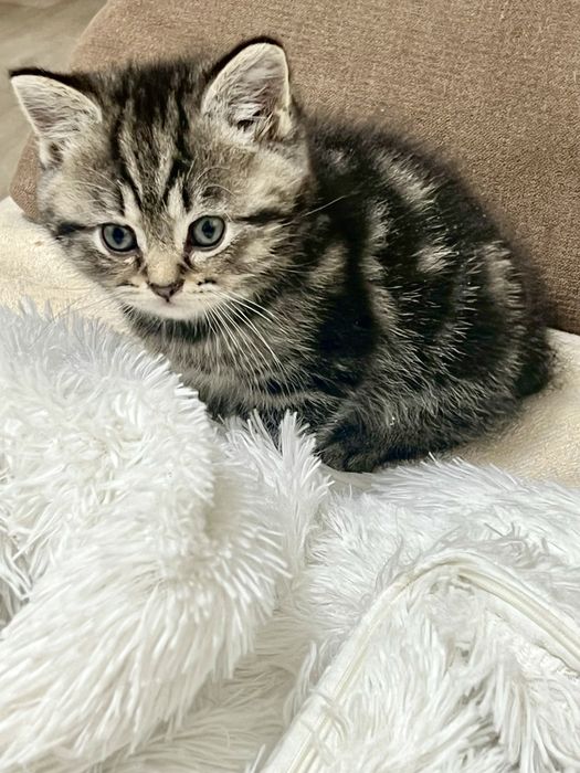 Котёнок Мальчик Скоттиш страйт