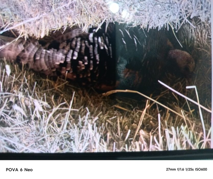 Индюшка клушка готовая