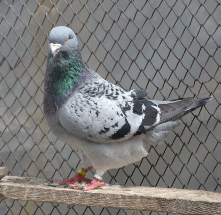 Porumbei Voiajori Standard