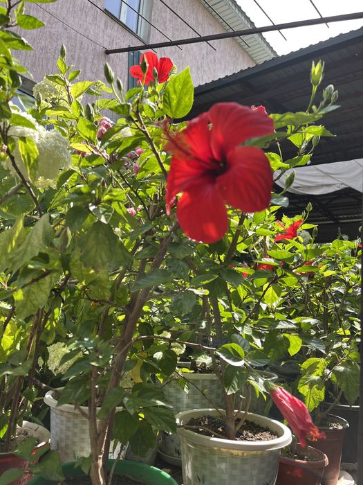 Комнатные цветы