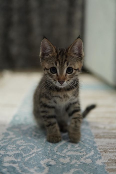 Продается котенок 2,5 мес
