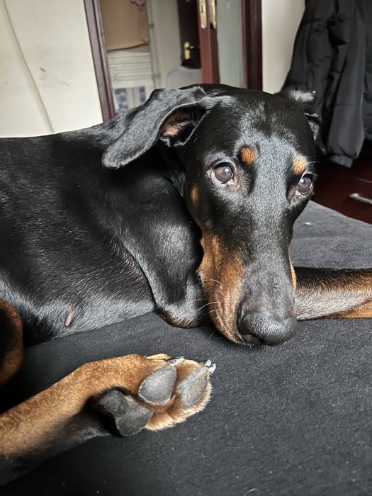 Pet sitter/cazare caini Bucuresti