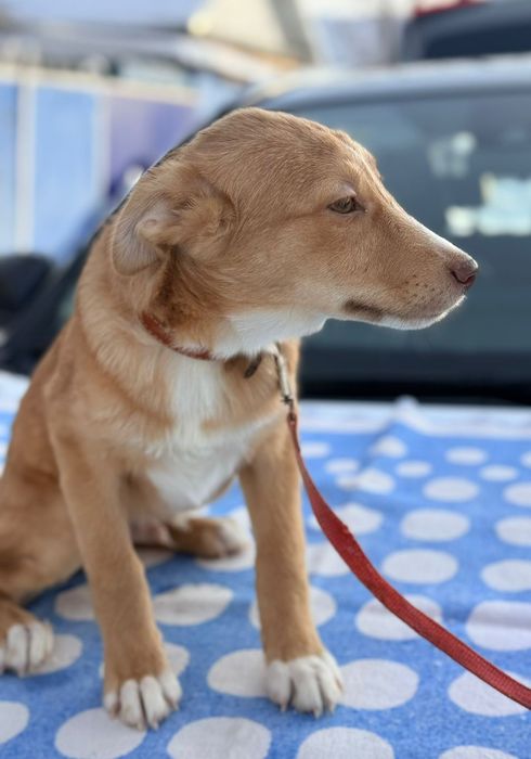 Отдам в добрые руки