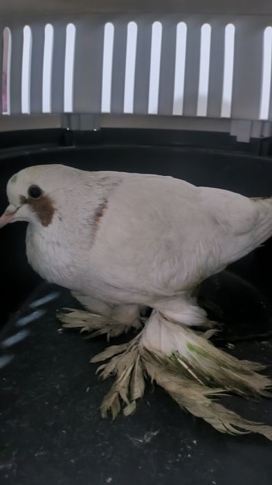 Продается Голуб.