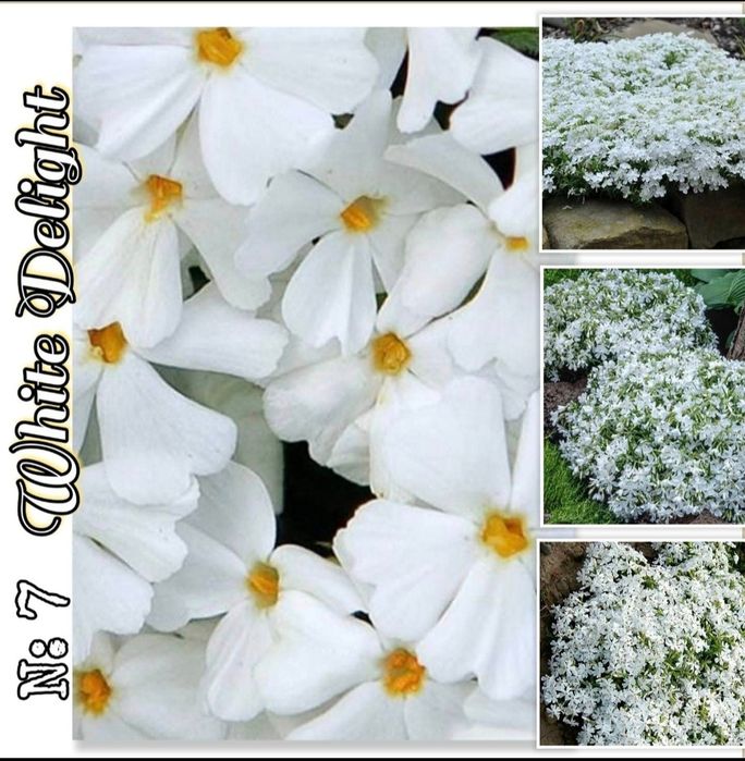 Флокс многогодишен 2.70€