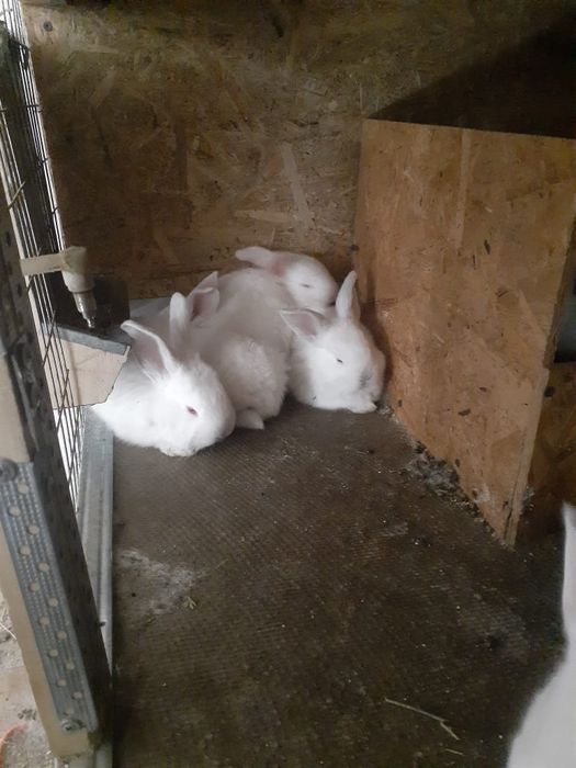Продам кроликов!