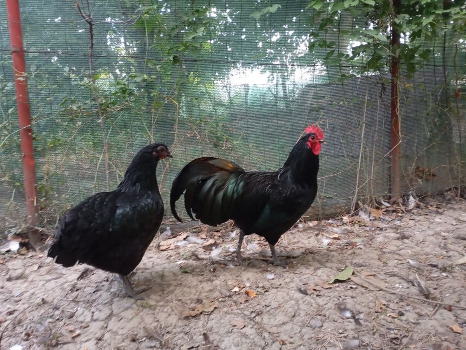 Cocosi de vânzare