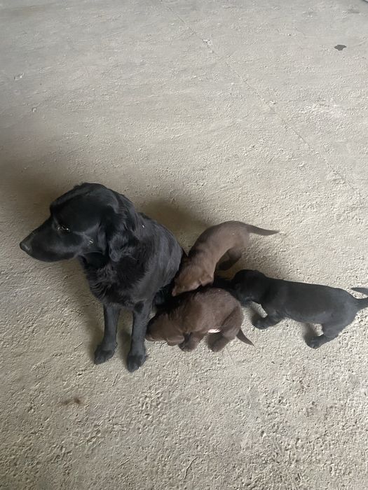 Шенки Лабрадора!!