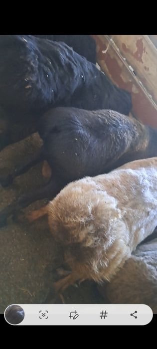 Кошкар Продам жирный