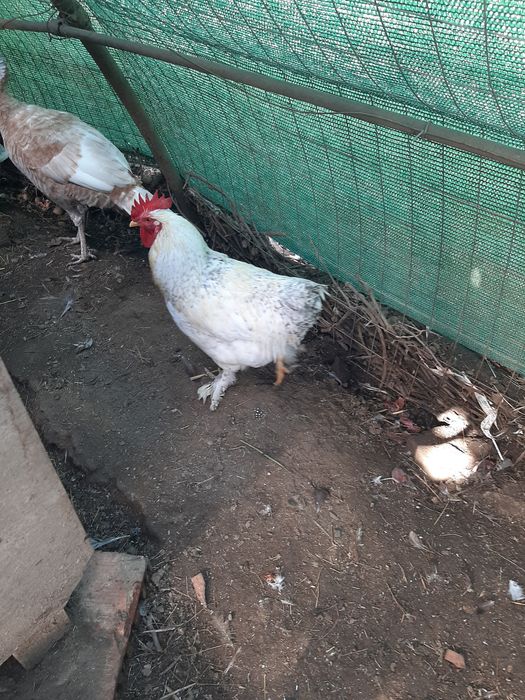 Продавам кокошки