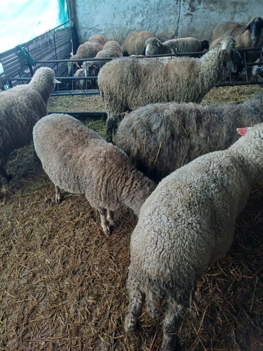 Vand oi fatate si nefatate