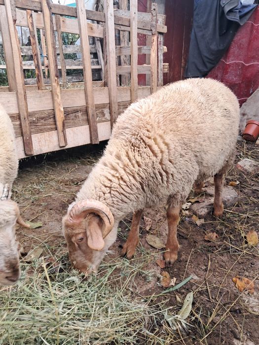 Berbecuți de vânzare