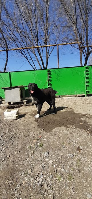 Продам щенок САО