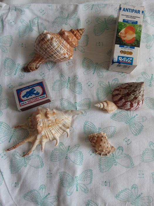 Ракушки в акву..