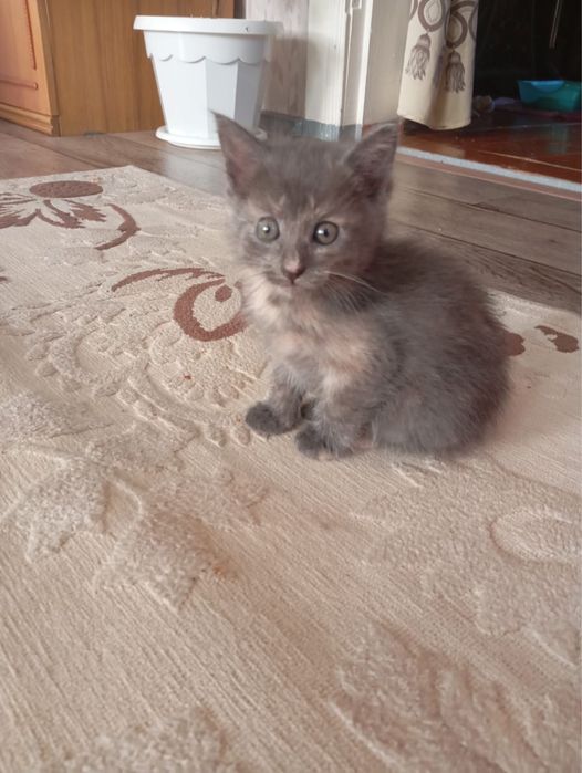 Кошечки в добрые руки