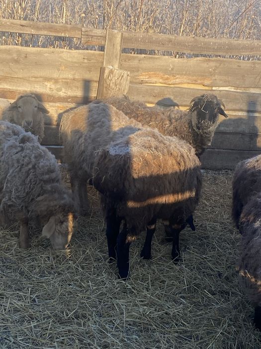 Продам қошқар 1 жылдық