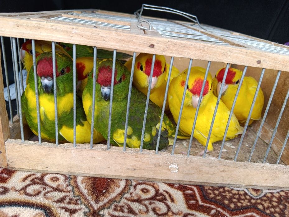 Vând Nimfe și Cacariki