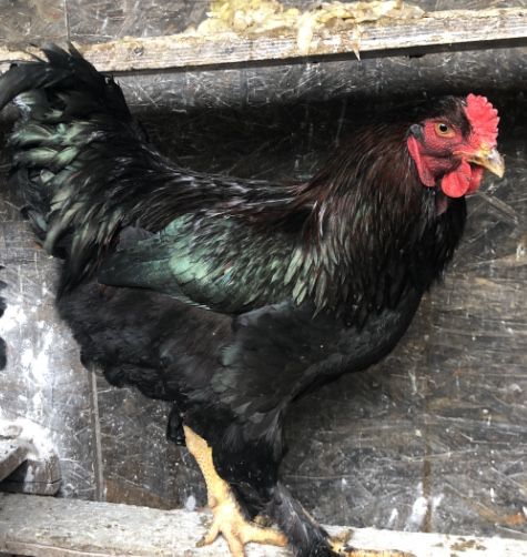 Cocosi rase mari brahma, rhode island, wiandotte , cochinchina