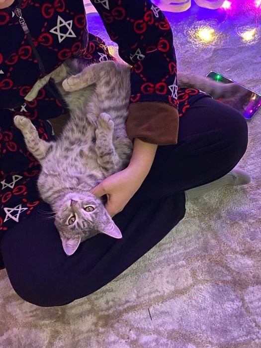 Домашняя красивая кошка