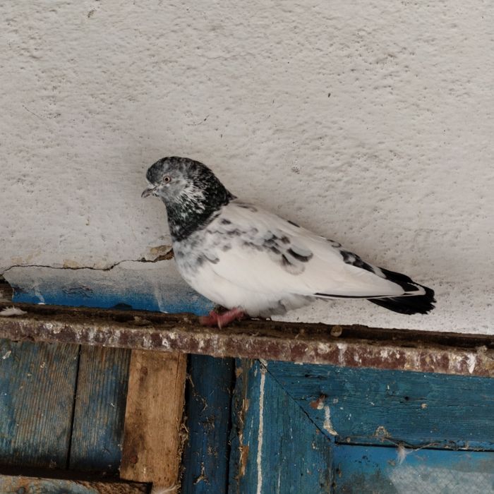 Продам голубей пакистанцев