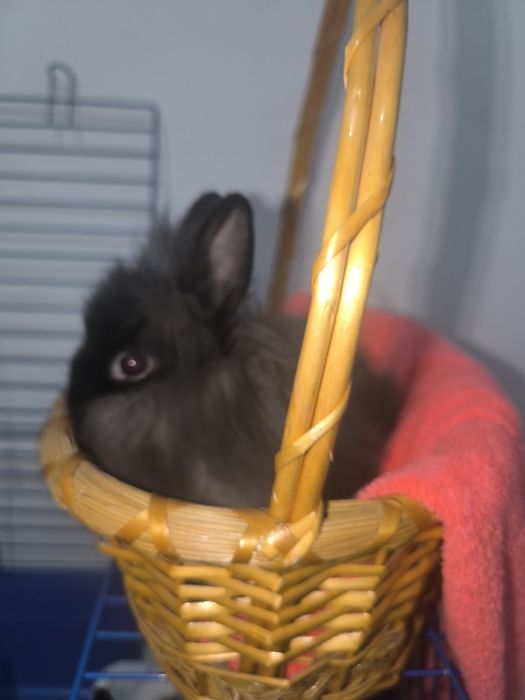 Кролики декоративные