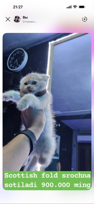 Scottish fold stryat