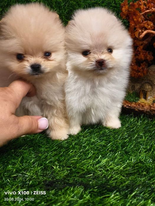 Продам щенков шпица.