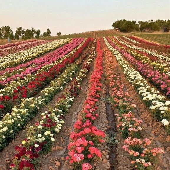 Atirgul ko'chati sotiladi  issixona biznesi bo'yicha ko'chat sotamiz