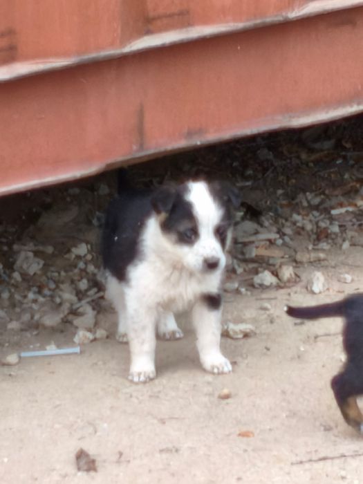 Шенята, щенки в добрые руки