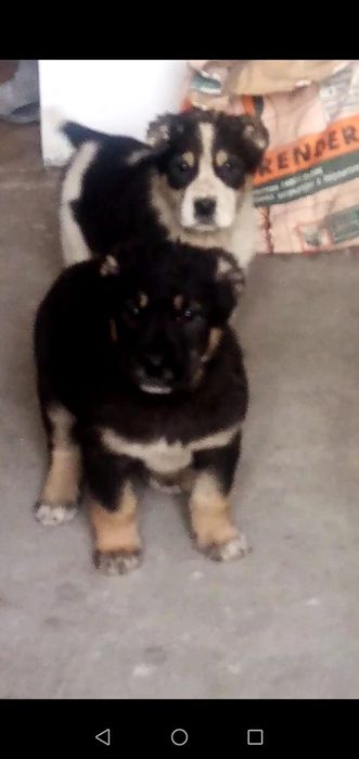 Продам щенков Тобета