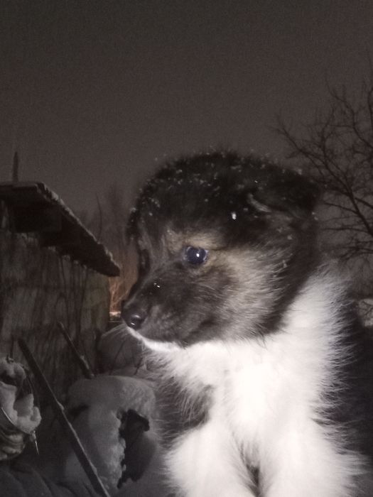 Продам щенков лайки